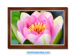 Mẫu tranh treo tường đẹp hình ảnh cận cảnh một bông hoa súng hồng đang xòe nở