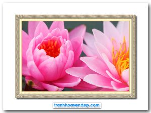 Mẫu tranh treo tường đẹp hình ảnh những bông hoa súng hồng tươi rực rỡ