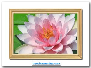 Mẫu tranh treo tường đẹp hình ảnh bông hoa súng màu phớt hồng đẹp bung nở dưới ánh nắng