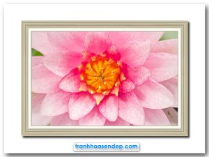 Mẫu tranh treo tường đẹp hình ảnh chính diện cận cảnh bông hoa súng hồng