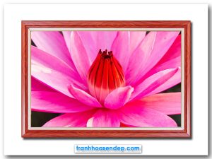 Mẫu tranh treo tường đẹp hình ảnh rực rỡ của một bông hoa súng đang xòe nở