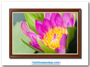 Mẫu tranh treo tường đẹp hình ảnh bông hoa súng tím nhụy vàng tươi đa xen với những tán lá xanh