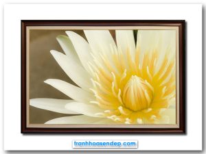 Mẫu tranh treo tường đẹp hình ảnh cận cảnh một bông hoa súng cánh trắng nhụy vàng xòe nở đẹp