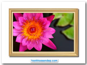 Mẫu tranh treo tường đẹp hình ảnh bông hoa súng màu tím hồng tươi tắn trên nền đầm nước được làm mờ