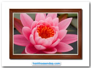 Mẫu tranh treo tường đẹp hình ảnh bông hoa súng nở với sắc hồng tươi tắn