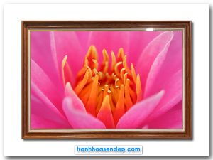 Mẫu tranh treo tường đẹp hình ảnh cận cảnh bông hoa súng với sắc hồng rực rỡ phủ kín cả khung hình