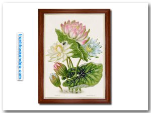 Mẫu tranh khổ dọc đẹp vẽ phác họa hình ảnh khóm hoa súng với những bông hoa màu hồng, xanh, trắng, búp nụ và lá xanh